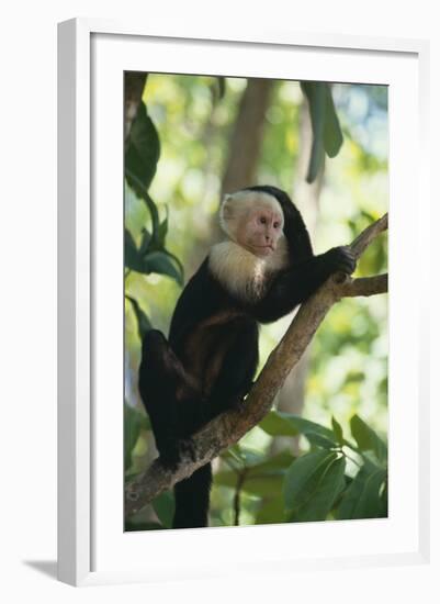 Capuchin Sitting on Tree Limb-DLILLC-Framed Photographic Print