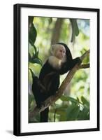 Capuchin Sitting on Tree Limb-DLILLC-Framed Photographic Print