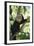 Capuchin Sitting on Tree Limb-DLILLC-Framed Photographic Print