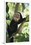 Capuchin Sitting on Tree Limb-DLILLC-Framed Photographic Print