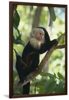 Capuchin Sitting on Tree Limb-DLILLC-Framed Photographic Print