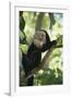 Capuchin Sitting on Tree Limb-DLILLC-Framed Photographic Print