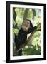 Capuchin Sitting on Tree Limb-DLILLC-Framed Photographic Print