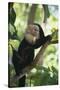Capuchin Sitting on Tree Limb-DLILLC-Stretched Canvas