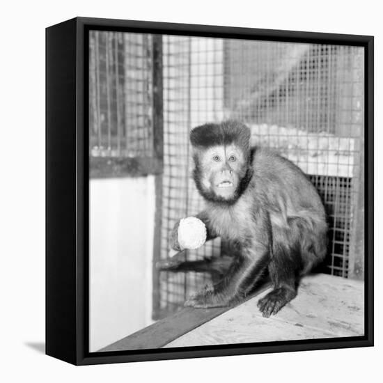 Capucine Monkey 1975-Staff-Framed Stretched Canvas
