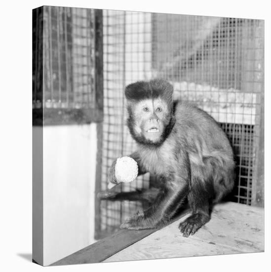 Capucine Monkey 1975-Staff-Stretched Canvas