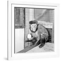 Capucine Monkey 1975-Staff-Framed Photographic Print