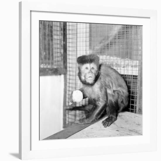 Capucine Monkey 1975-Staff-Framed Photographic Print