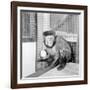 Capucine Monkey 1975-Staff-Framed Photographic Print