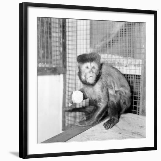 Capucine Monkey 1975-Staff-Framed Photographic Print