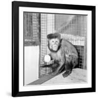 Capucine Monkey 1975-Staff-Framed Photographic Print