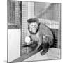 Capucine Monkey 1975-Staff-Mounted Photographic Print