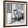 Capucine Monkey 1975-Staff-Framed Photographic Print