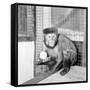 Capucine Monkey 1975-Staff-Framed Stretched Canvas