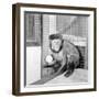 Capucine Monkey 1975-Staff-Framed Photographic Print