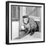 Capucine Monkey 1975-Staff-Framed Photographic Print