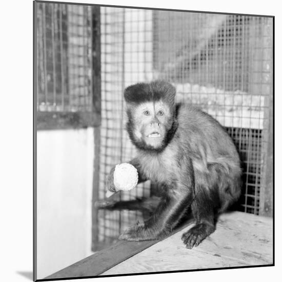 Capucine Monkey 1975-Staff-Mounted Photographic Print