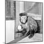 Capucine Monkey 1975-Staff-Mounted Photographic Print