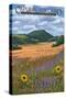 Capulin Volcano National Monument, New Mexico-Lantern Press-Stretched Canvas