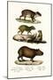 Capybara, 1824-Karl Joseph Brodtmann-Mounted Giclee Print