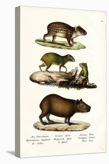 Capybara, 1824-Karl Joseph Brodtmann-Stretched Canvas