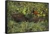 Capybara and Wattled Jacana, Northern Pantanal, Mato Grosso, Brazil-Pete Oxford-Framed Stretched Canvas