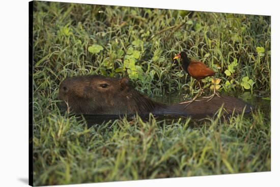 Capybara and Wattled Jacana, Northern Pantanal, Mato Grosso, Brazil-Pete Oxford-Stretched Canvas
