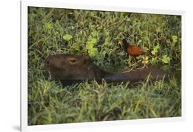 Capybara and Wattled Jacana, Northern Pantanal, Mato Grosso, Brazil-Pete Oxford-Framed Photographic Print