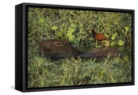 Capybara and Wattled Jacana, Northern Pantanal, Mato Grosso, Brazil-Pete Oxford-Framed Stretched Canvas