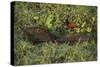 Capybara and Wattled Jacana, Northern Pantanal, Mato Grosso, Brazil-Pete Oxford-Stretched Canvas