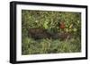 Capybara and Wattled Jacana, Northern Pantanal, Mato Grosso, Brazil-Pete Oxford-Framed Photographic Print