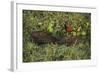 Capybara and Wattled Jacana, Northern Pantanal, Mato Grosso, Brazil-Pete Oxford-Framed Photographic Print