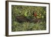 Capybara and Wattled Jacana, Northern Pantanal, Mato Grosso, Brazil-Pete Oxford-Framed Photographic Print