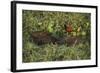 Capybara and Wattled Jacana, Northern Pantanal, Mato Grosso, Brazil-Pete Oxford-Framed Photographic Print