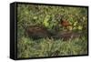 Capybara and Wattled Jacana, Northern Pantanal, Mato Grosso, Brazil-Pete Oxford-Framed Stretched Canvas