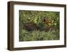 Capybara and Wattled Jacana, Northern Pantanal, Mato Grosso, Brazil-Pete Oxford-Framed Photographic Print