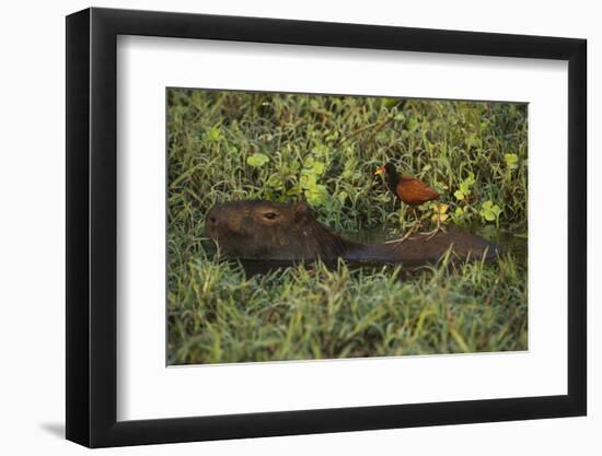 Capybara and Wattled Jacana, Northern Pantanal, Mato Grosso, Brazil-Pete Oxford-Framed Photographic Print