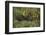 Capybara and Wattled Jacana, Northern Pantanal, Mato Grosso, Brazil-Pete Oxford-Framed Photographic Print