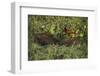 Capybara and Wattled Jacana, Northern Pantanal, Mato Grosso, Brazil-Pete Oxford-Framed Photographic Print