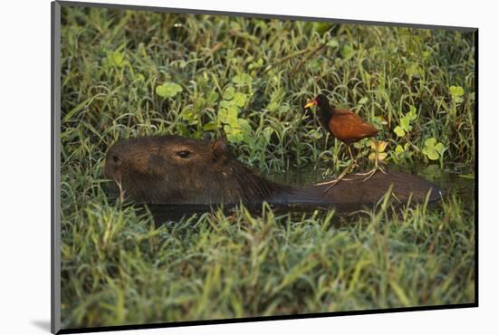 Capybara and Wattled Jacana, Northern Pantanal, Mato Grosso, Brazil-Pete Oxford-Mounted Photographic Print