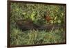 Capybara and Wattled Jacana, Northern Pantanal, Mato Grosso, Brazil-Pete Oxford-Framed Premium Photographic Print