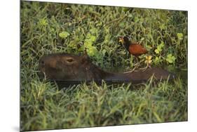 Capybara and Wattled Jacana, Northern Pantanal, Mato Grosso, Brazil-Pete Oxford-Mounted Premium Photographic Print