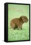 Capybara Baby, on Grass-null-Framed Stretched Canvas