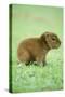 Capybara Baby, on Grass-null-Stretched Canvas