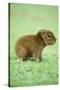 Capybara Baby, on Grass-null-Stretched Canvas