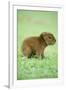 Capybara Baby, on Grass-null-Framed Photographic Print