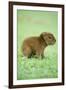 Capybara Baby, on Grass-null-Framed Photographic Print