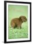 Capybara Baby, on Grass-null-Framed Photographic Print