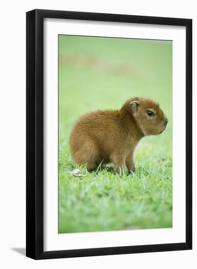 Capybara Baby, on Grass-null-Framed Photographic Print