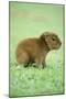 Capybara Baby, on Grass-null-Mounted Photographic Print